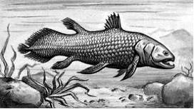 Изображение вопроса Установите соответствие между живым организмом и с...