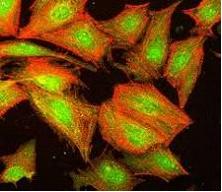 Изображение вопроса Кейс-задания: Кейс 1 подзадача 1 Американские уче...