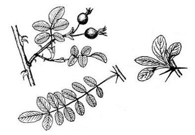 Изображение вопроса На рисунке показаны колючки растений, имеющие внеш...