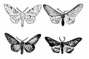 Изображение вопроса Изменение фенотипического состава популяции пядени...