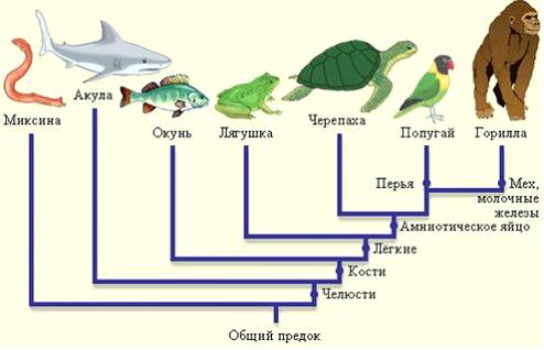 Изображение вопроса На рисунке представлена …...