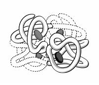 Изображение вопроса Для сложных белков, молекулы которых образованы дв...