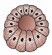 Изображение вопроса Однослойный зародыш (показанный на рисунке), котор...