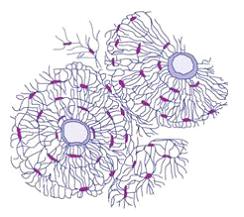 Изображение вопроса На рисунке показана схема строения ___...