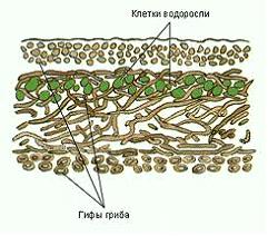 Изображение вопроса На рисунке показано строение лишайника, представля...
