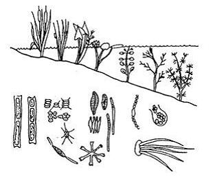 Изображение вопроса На рисунке показаны представители ___&...
