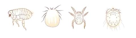 Изображение вопроса Паразиты, обитающие не внутри, а на поверхности те...