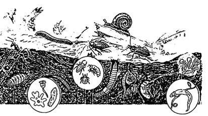 Изображение вопроса На рисунке показаны представители …...