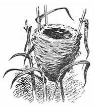 Изображение вопроса На рисунке показано гнездо …...