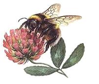 Изображение вопроса На рисунке представлен(-а) ____ ...