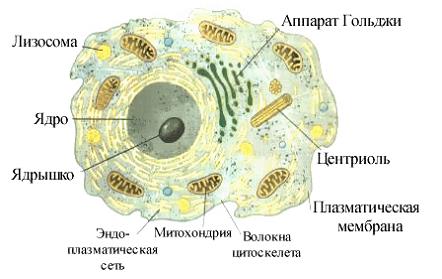 Изображение вопроса Среди представленных на рисунке органоидов клетки ...