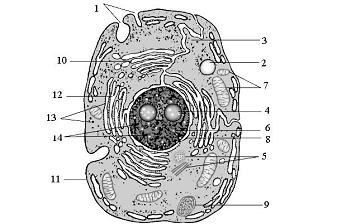 Изображение вопроса Гидролитический фермент локализован в клеточном ор...
