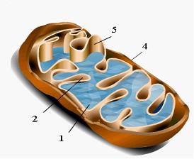 Изображение вопроса Выросты внутренней мембраны митохондрий, показанны...
