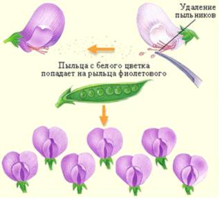 Изображение вопроса На рисунке показано скрещивание сортов гороха, наз...