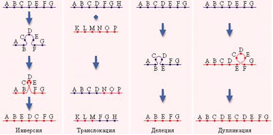 Изображение вопроса На рисунке показаны _____________ перестройки, при...