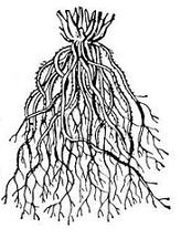 Изображение вопроса Корневая система, представленная на рисунке, назыв...