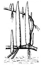 Изображение вопроса Показанные на рисунке надземные дыхательные корни ...