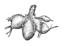 Изображение вопроса Утолщения боковых или придаточных корней (показанн...