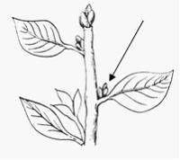 Изображение вопроса На рисунке стрелкой показан(а) …...