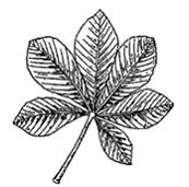 Изображение вопроса Лист, представленный на рисунке, называют …...