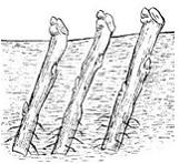 Изображение вопроса На рисунке показан способ размножение растений