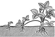 Изображение вопроса На рисунке показан способ размножения растений, на...