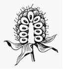 Изображение вопроса На рисунке показан плод представителя рода Rubus, ...