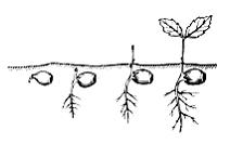 Изображение вопроса Н рисунке показан тип прорастания семян, называемы...