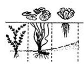 Изображение вопроса На рисунке показаны представители такой экологичес...