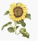 Изображение вопроса На рисунке показано растение, которое по отношению...