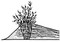 Изображение вопроса Растения, адаптированные к сыпучим пескам (как пок...