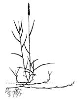 Изображение вопроса На рисунке показано растение, жизненная форма кото...