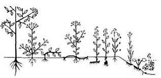 Изображение вопроса Классификация жизненных форм растений по расположе...