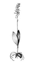 Изображение вопроса На рисунке показано растение, жизненная форма кото...