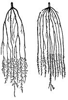 Изображение вопроса Корневая система семенных растений (показанная на ...