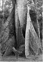 Изображение вопроса Придаточные корни некоторых тропических древесных ...