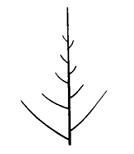 Изображение вопроса На рисунке показан тип ветвления побега, который н...