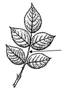 Изображение вопроса На рисунке показана часть сложного листа, называем...