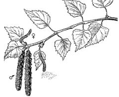 Изображение вопроса На рисунке показан процесс перекрестного опыления ...