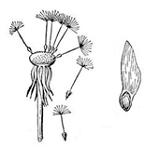 Изображение вопроса На рисунке показаны плоды, распространение которых...