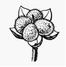 Изображение вопроса Показанный на рисунке плод является …...