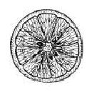 Изображение вопроса Для цитрусовых характерен плод, который называется...