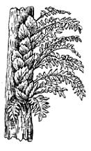 Изображение вопроса Факторы воздействия растений друг на друга (наприм...