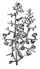 Изображение вопроса Растения сухих местообитаний, имеющие сухие, мелки...