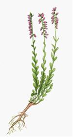 Изображение вопроса Показанное на рисунке растение, которое встречаетс...