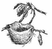 Изображение вопроса Биотические отношения птиц и деревьев, ветви котор...