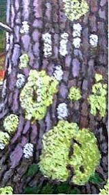 Изображение вопроса На рисунке показаны лишайники, обитающие на стволе...