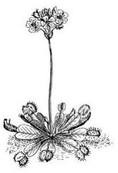 Изображение вопроса На рисунке показано растение (венерина мухоловка),...