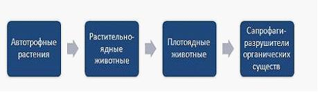 Изображение вопроса Трофический уровень – это место каждого звен...