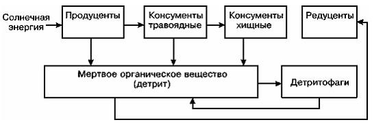 Изображение вопроса На рисунке между трофическими уровнями экосистемы ...